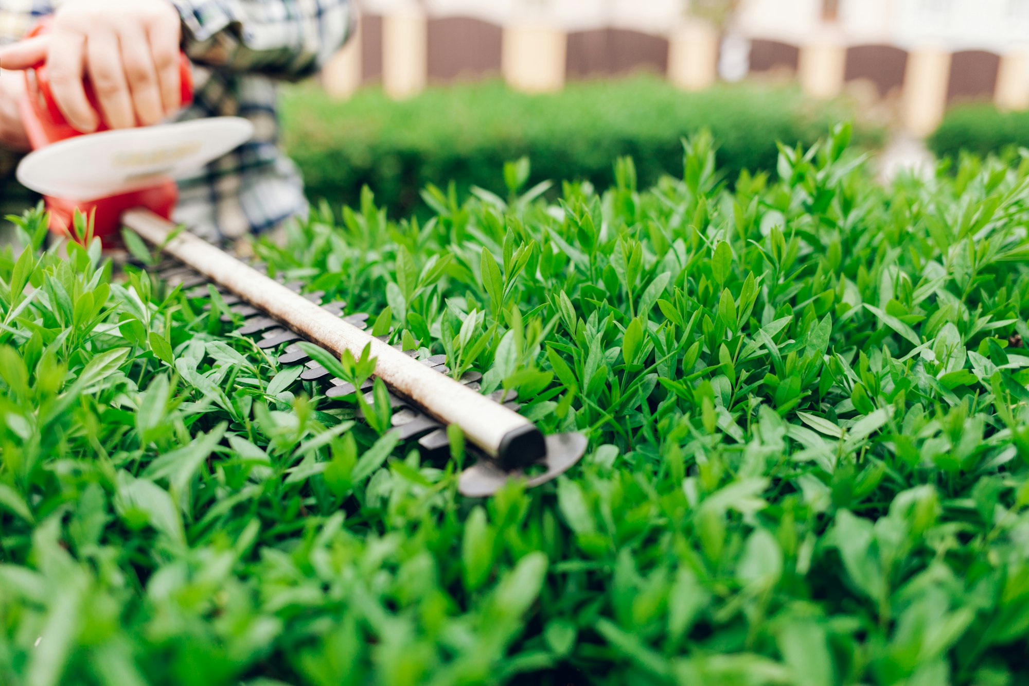 Cutting a shrub with an electric brush cutter